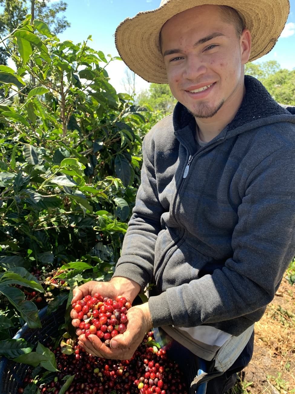 Trabajador sonriendo con cerezas de cafe recien cosechadas en Coto Brus