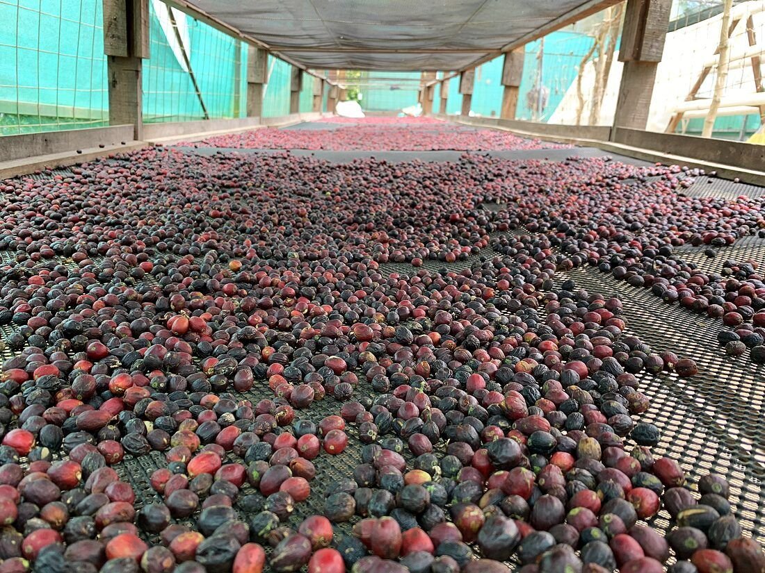 Cerezas de café secando en túnel de secado en Costa Rica