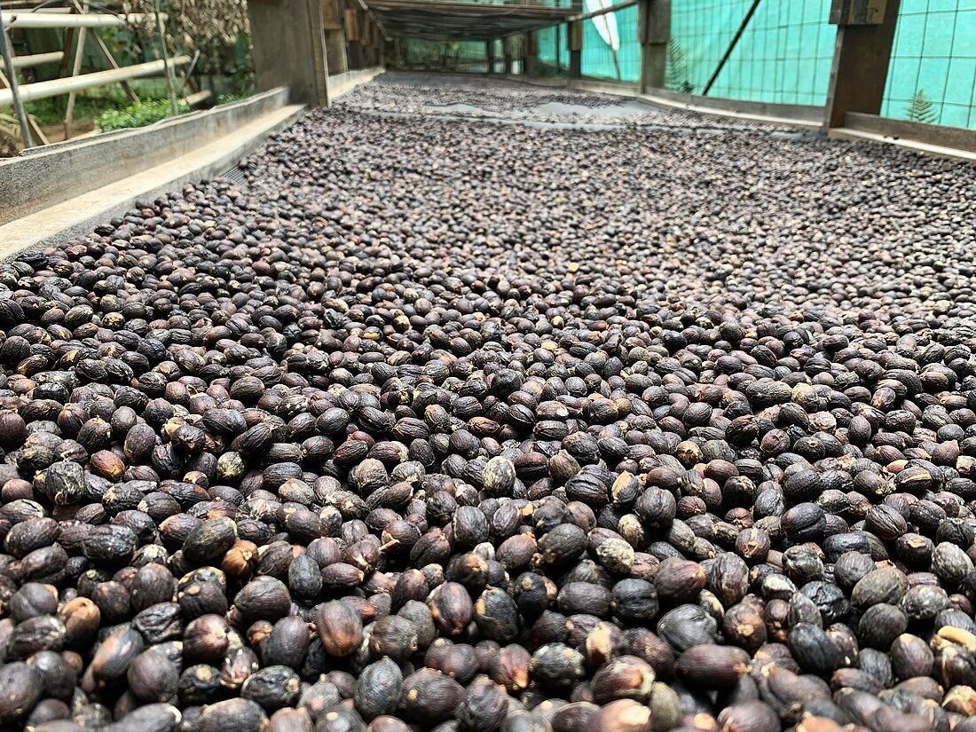 Granos de café negro secando en zaranda de secado
