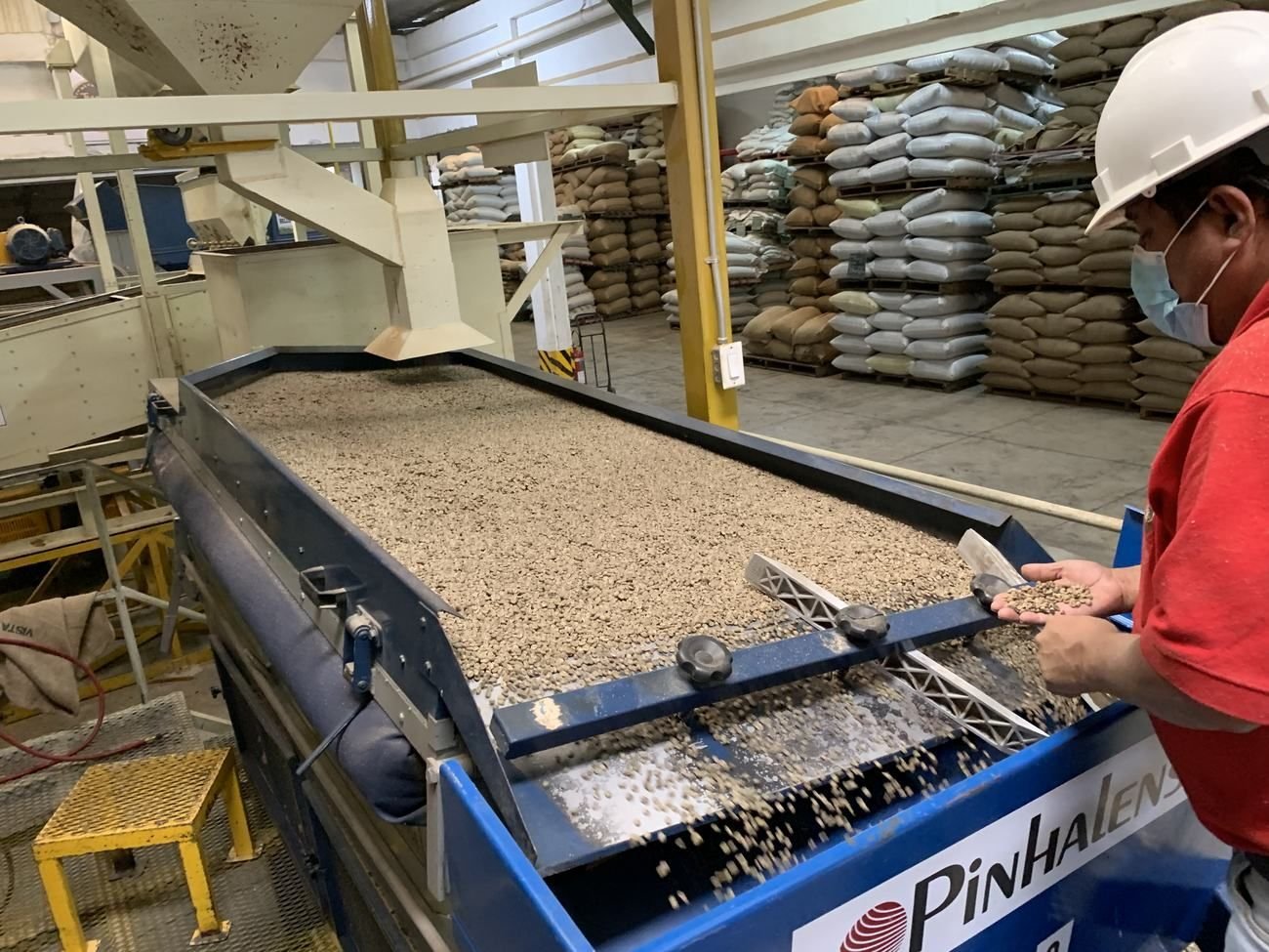 Clasificando granos de cafe en bodega con sacos apilados de fondo